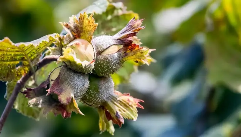 In Italia 935 mila quintali di nocciole dall'estero minacciano produzione Made in Italy
