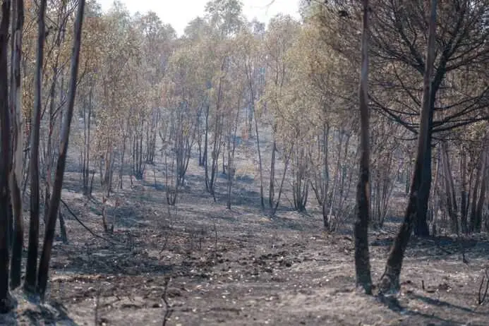 La FAC entregará tres toneladas de grano a las sociedades de caza afectadas por el incendio de Niebla