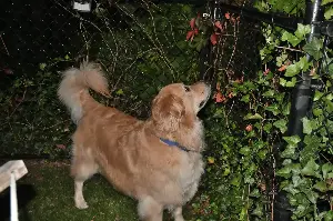 Golden Retriever Gets Treats at Store—What He Does After Melts Hearts