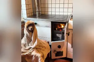 Dog Refuses Blow-Dryer After Baths—What Owner Does Instead Melts Hearts