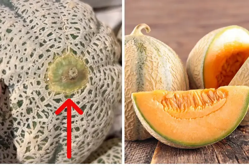 L’agronomo svela il trucco infallibile per scegliere un melone maturo al supermercato (e non sbagliare mai più)