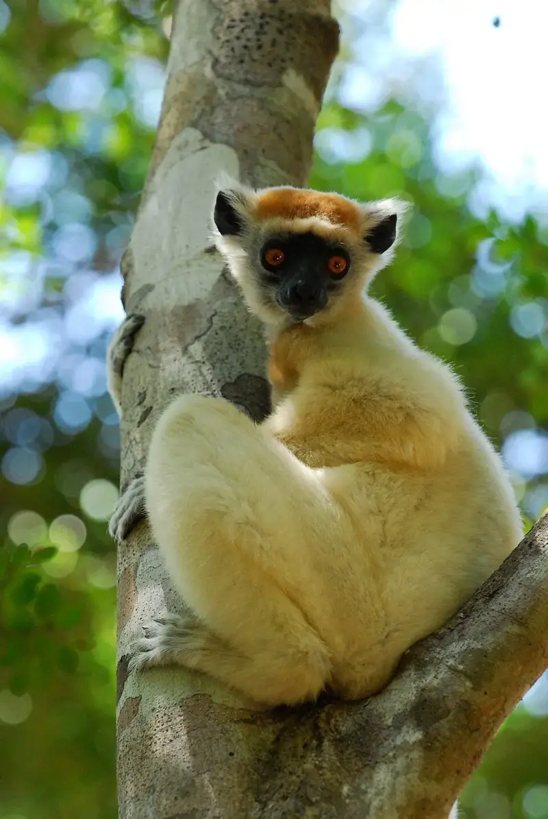 The golden-crowned sifaka, a lemur from northern Madagascar, is one of the 100 species on the Phoenix Species Project list.