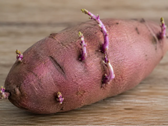 Are sprouted sweet potatoes safe to eat? - Image 1.