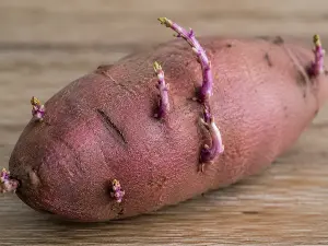 Is it safe to eat sprouted sweet potatoes?