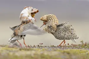 The unusual breeding habits of the great snipe in the wild.