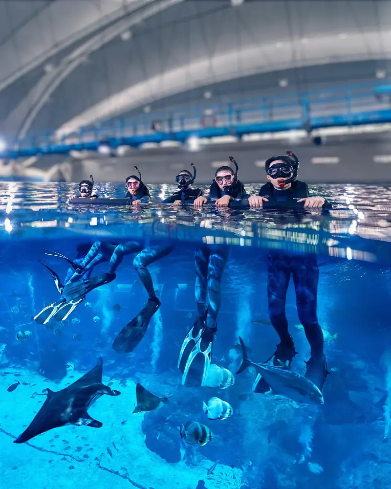A group of snorkellers in wetsuits and masks floating above manta rays and stingrays in the Open Ocean Habitat