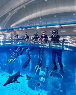 Snorkel with Manta Rays and Sharks at Singapore Oceanarium for S$109, No Swimming Needed