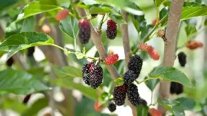 Growing Mulberry Trees in Pots is the Answer to Easy, Homegrown Fruit in Even the Tiniest Yard