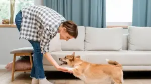 Pet hair and paw marks ruining your furniture? 5 expert-approved ways to protect your interiors
