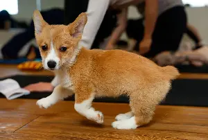 Corgi puppy yoga is absolutely as adorable as you think