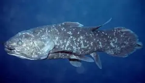 Indonesia Discovers 18 Rare Coelacanths in Major Conservation Breakthrough