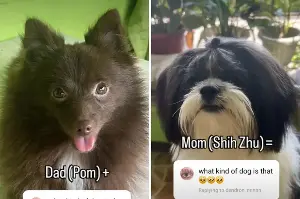 Pomeranian and Shih Tzu Mix Have Puppy, Owner Shares ‘Perfect’ Result