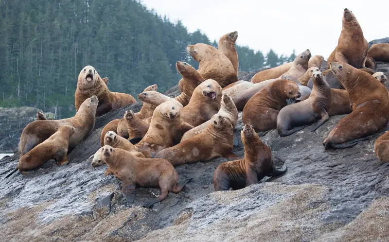 Gwaii Haanas counts sea lions among its wildlife - GeoStock/Pete Ryan/GEOSTOCK