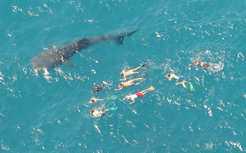 Whale sharks gather around Ningaloo from March to August - James D. Morgan