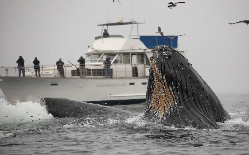 Humpback whales can be seen from late March to early December in Monterey Bay - Chase Dekker Wild-Life Images/Moment RF