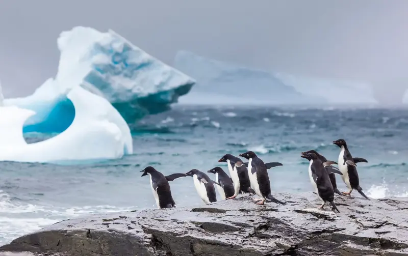 Home to penguins, the relatively new SOISS MPA was the first entirely high-seas marine reserve - Patrick J. Endres/Corbis Documentary RF