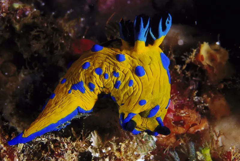 Nudibranchs have psychedelic colour schemes - Karen Gowlett-Holmes/Oxford Scientific