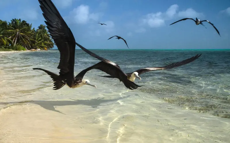 Parts of Turneffe Atoll are teeming with frigatebirds - Danita Delimont/Alamy Stock Photo