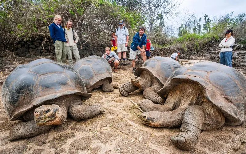 The giant tortoises of the Galapagos make for a striking sight on land - Manfred Gottschalk/Manfred Gottschalk mago-world-image
