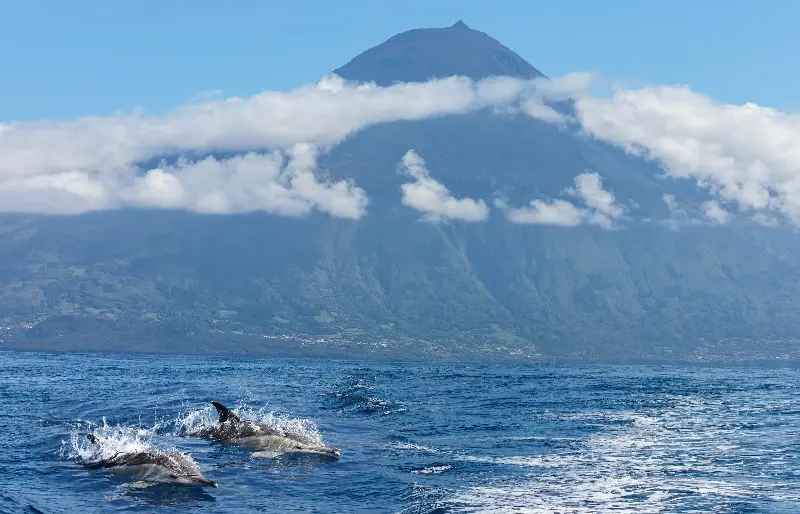 Dolphins populate the waters near the volcanic islands of the Azores - tane-mahuta/iStockphoto