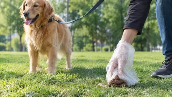 A study comparing ways to process dog feces found that producing hydrogen and methane in two stages did not beat simpler digestion economically. Acid pretreatment increased energy recovery in the two-stage system but did not lower methane production costs. The results reflect the experimental conditions tested.