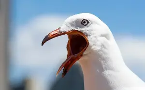 Gull numbers plummet as Britain cleans up its act