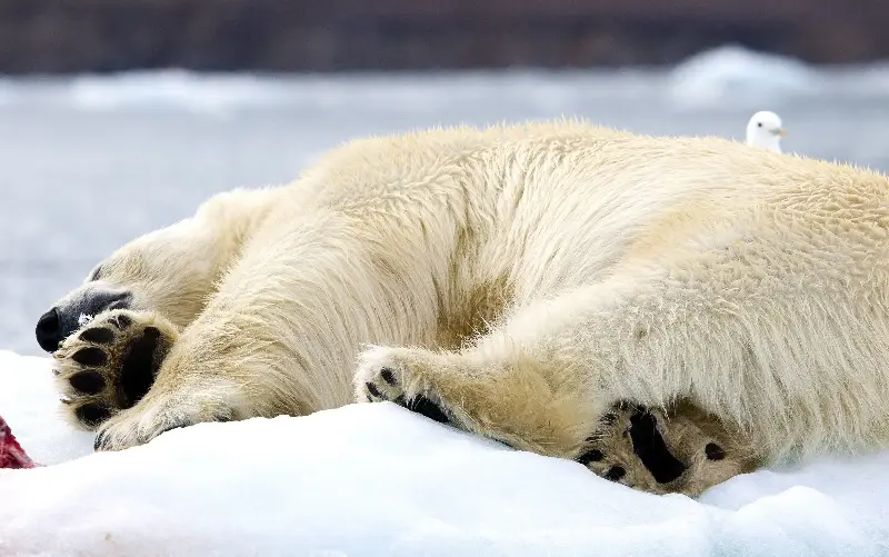 Svalbard is home to an estimated 300 polar bears - Sylvain CORDIER/via Getty Images