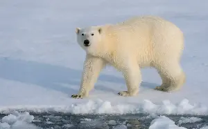 Tourist fined £4k for using foghorn to wake sleeping polar bear