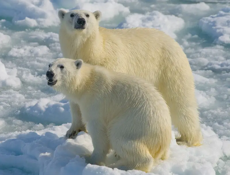 Polar bears will actively hunt and kill humans - David Yarrow/Getty Images