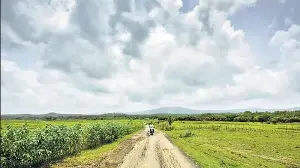 72,790 trees, 21 ponds and 209 wells to go for new highway connecting with Vadhavan Port