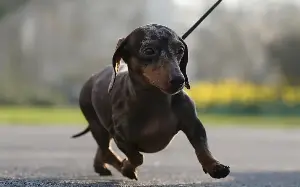 Purebred dachshunds at risk from ‘unscrupulous breeders’