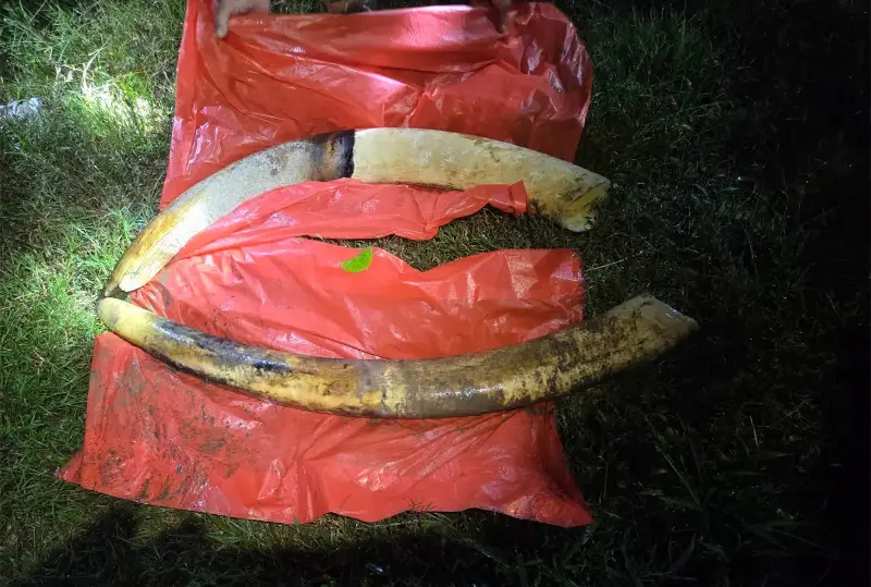 Both tusks of wild elephant 