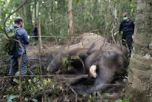 Injured elephant dies after attack