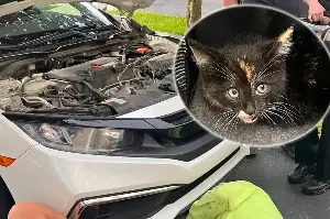 Kitten miraculously survives an accidental 100-mile joyride!