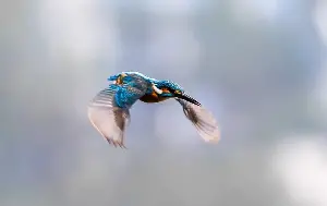 Kingfisher spotted hunting swiftly in Ho Gươm Lake.