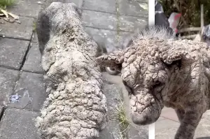 Stray dog found in rough condition by rescuers: "He had turned to stone"