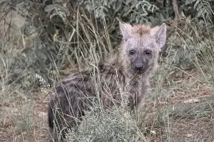 Spotted hyenas show advanced social skills.