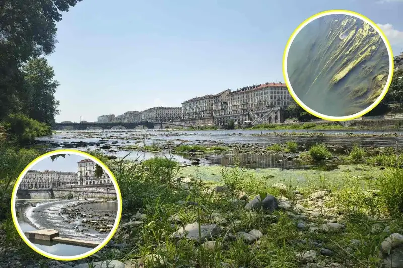 Il Po a secco si trasforma in una distesa di alghe (e il Piemonte senza acqua chiede aiuto): ti mostro l’agonia del grande fiume