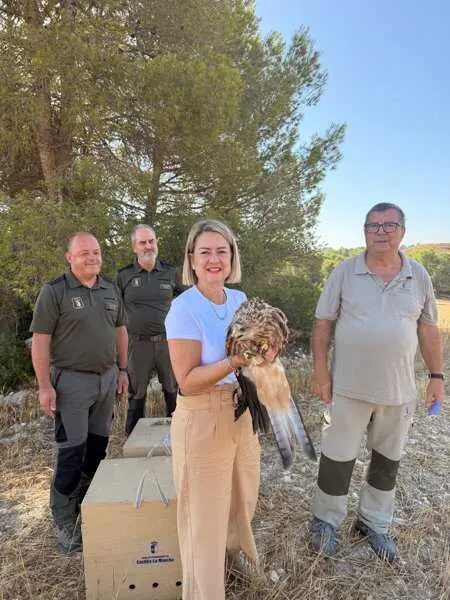Recuperados en Albacete dos pollos de milano real, una especie en peligro de extinción