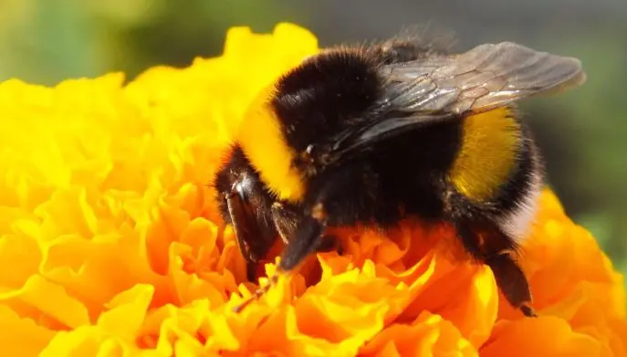 Bombo su fiore: le capacità sconosciute di questo insetto