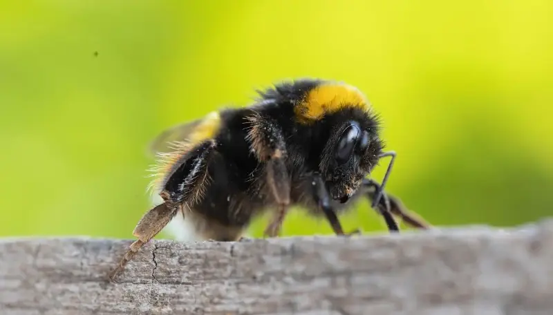 I bombi e il senso del ritmo: la musica e l'intelligenza nel regno animale
