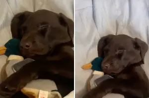 Labrador Puppy Tucked Into Human Bed With Stuffie—It Changes Everything