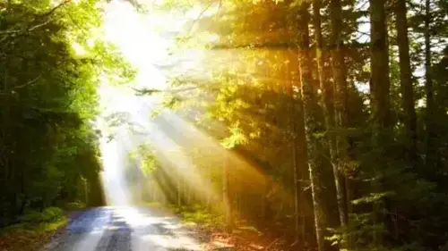 Exposure to light helps the brain with alertness cues- which further helps in regulating the sleep wake cycle of the body. This helps us to sleep better.