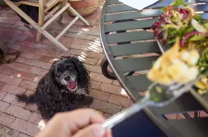 Outdoor dining with your pup