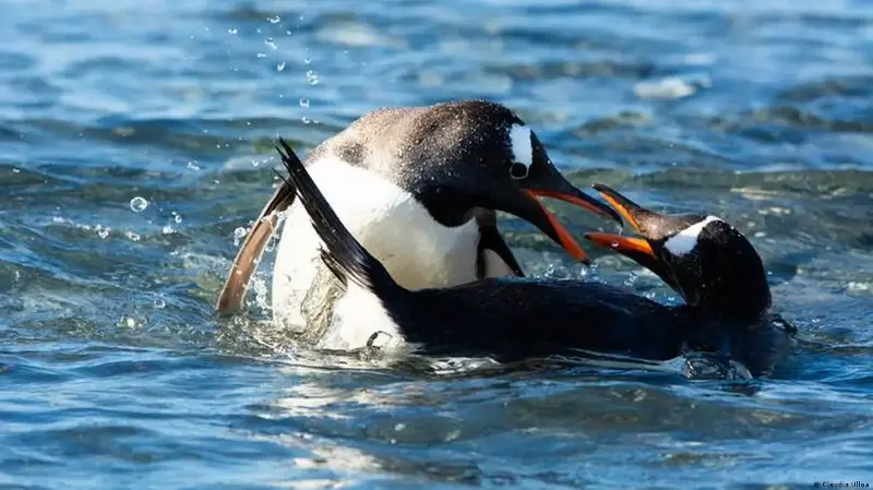 El nuevo pingüino antártico que sorprende a la ciencia, el primer hallazgo de este tipo en 100 años
