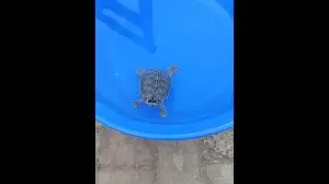 Critically endangered Indian roofed turtle found in Rajouri