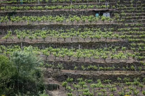 La Ribeira Sacra afronta su semana decisiva en la Unesco para convertirse en Patrimonio Mundial