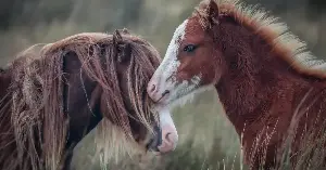 Horses share gut bacteria through social ties.