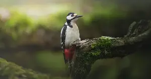 A woodpecker slams its beak into solid wood twenty times a second, and the bizarre thing keeping its brain intact is its own tongue