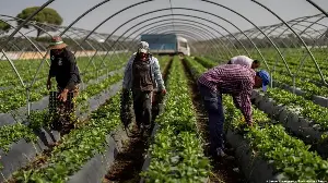 Spain grows fruit and vegetables for Europe — but it's running out of water